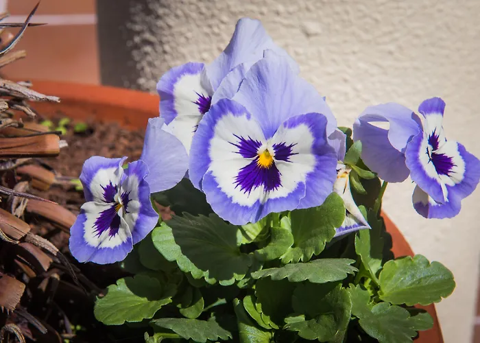 Hotel Do Campo Ribeira Brava